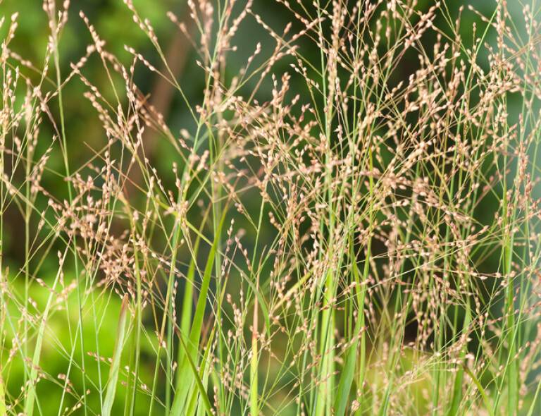 Panicum virgatum 'Buffalo Green'